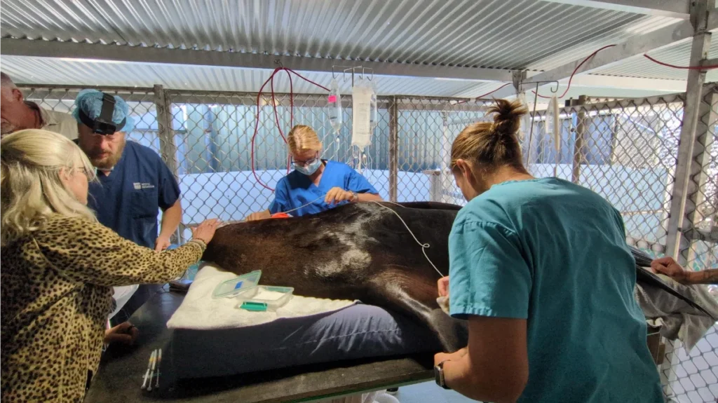 marine mammal anaesthesia procedure
