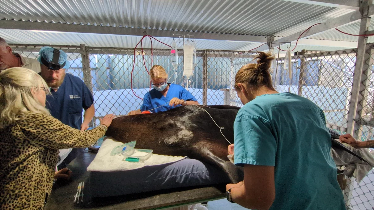 marine mammal anaesthesia procedure
